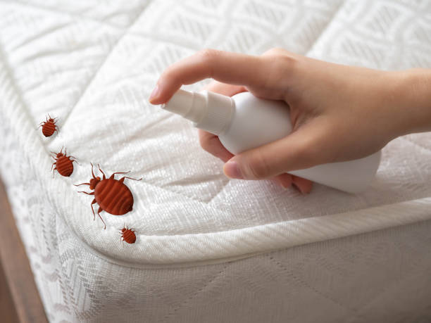 Best Affordable Pest Control Services  in Lakeland, FL