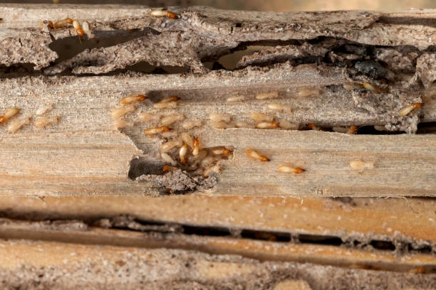 Best Pest Prevention Services  in Lakeland, FL