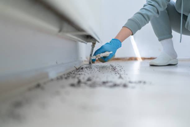 Best Spider Control Near Me  in Lakeland, FL